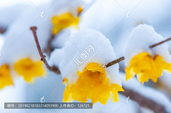 臘梅
