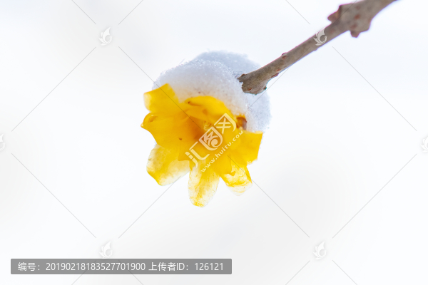 臘梅
