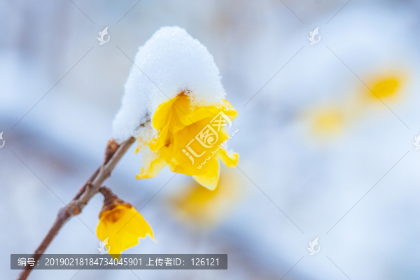 臘梅