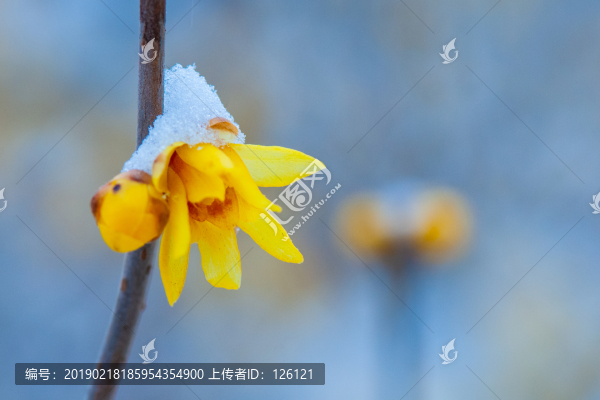 臘梅