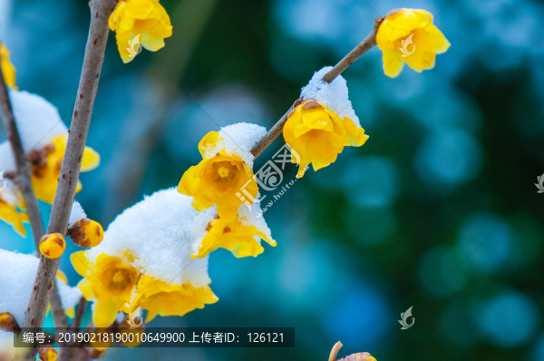 臘梅