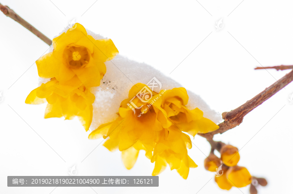 臘梅