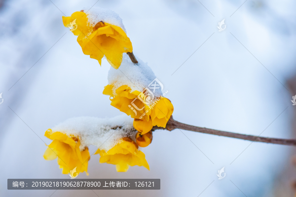 臘梅