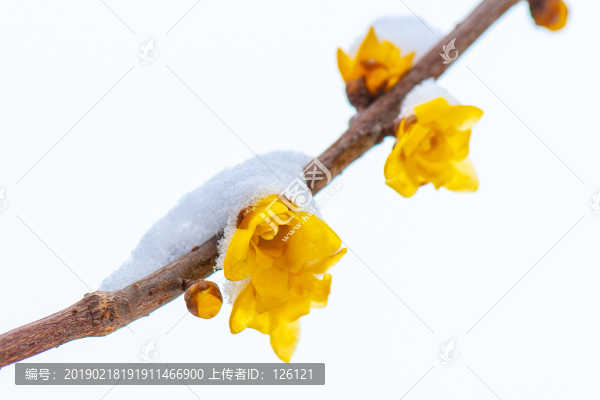 臘梅