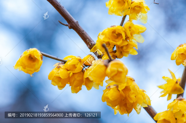 臘梅