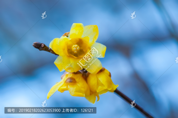臘梅