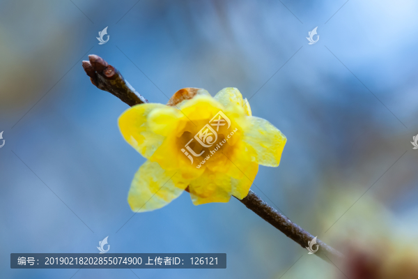 臘梅