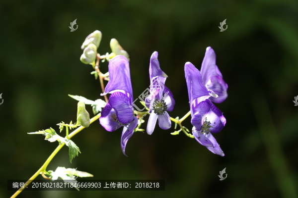 長(zhǎng)白山花卉