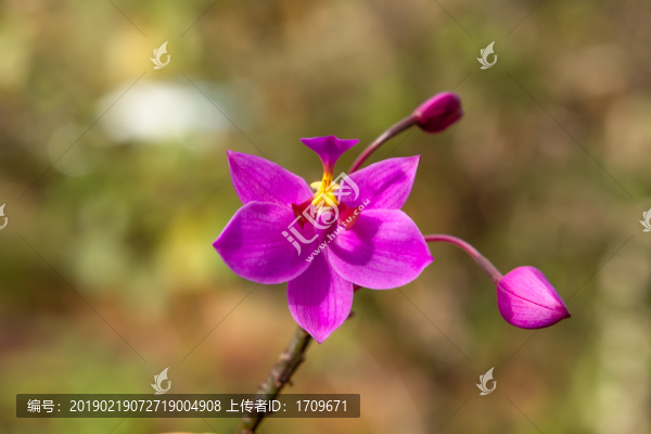 蝴蝶蘭蘭花