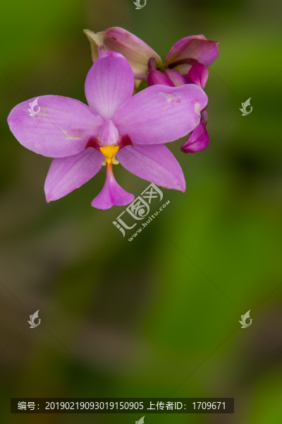 蘭花特寫