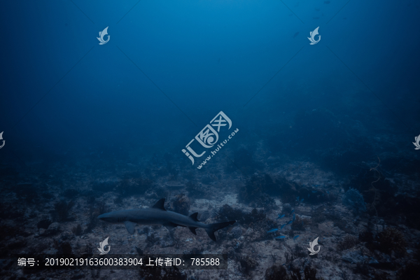 鯊魚