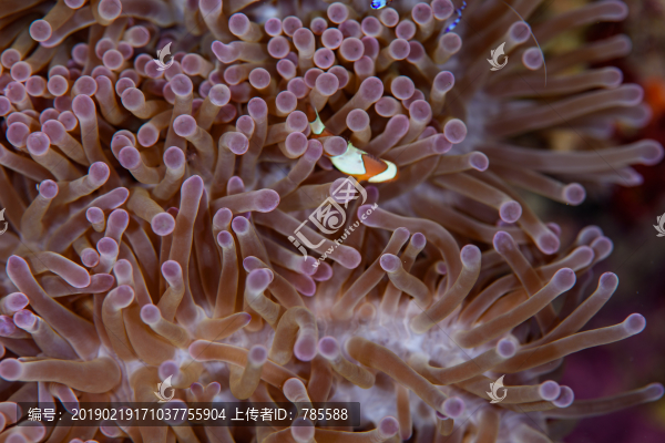 海葵里的小丑魚