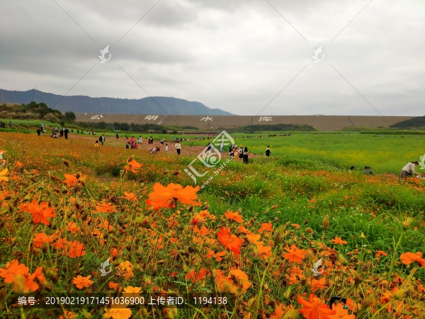 花卉基地