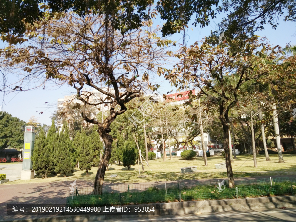 風(fēng)景樹(shù)