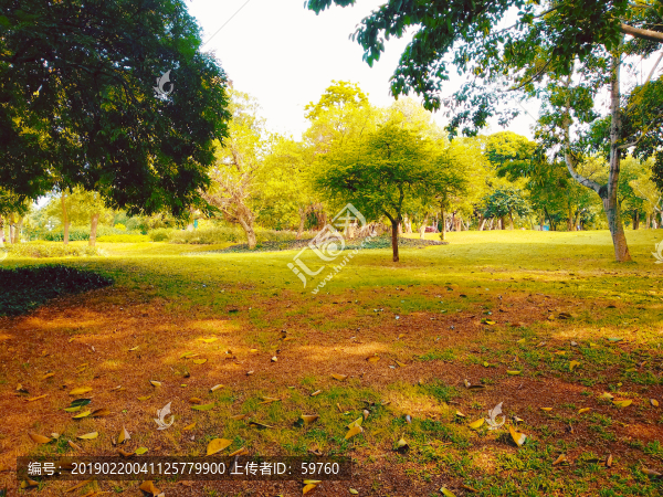 綠樹林草地