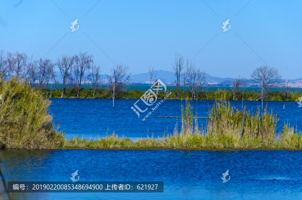 沼澤濕地