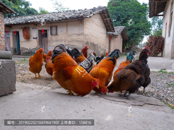 農(nóng)家雞土雞養(yǎng)雞場(chǎng)素材