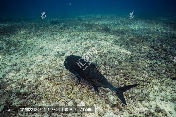深海魚