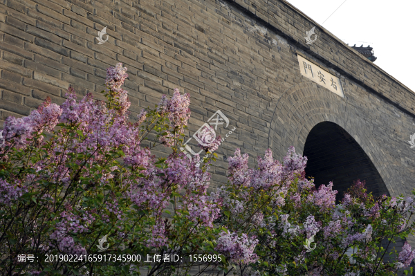 丁香花開