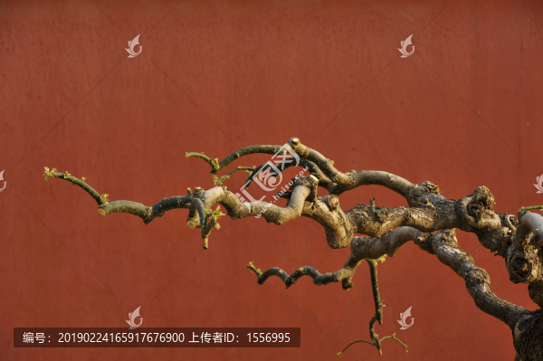 饅頭柳