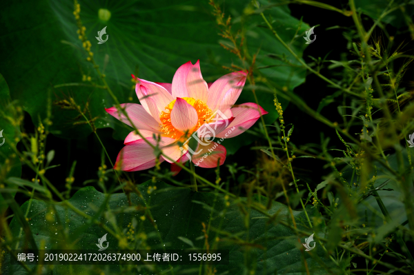 荷