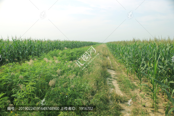 玉米地