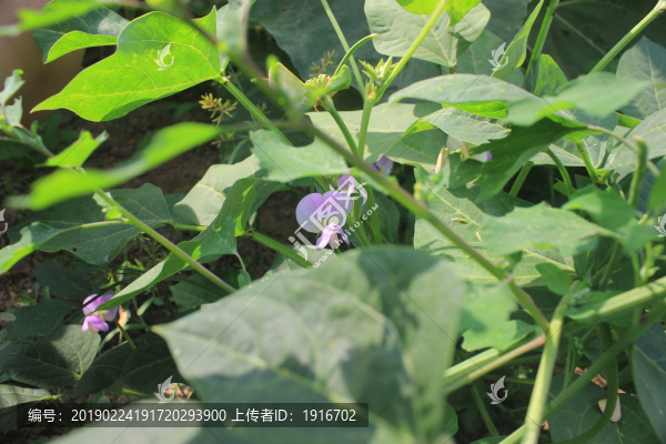 豆秧