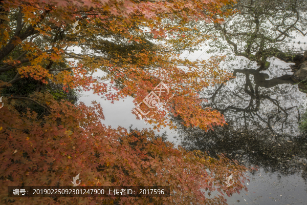 楓葉紅了