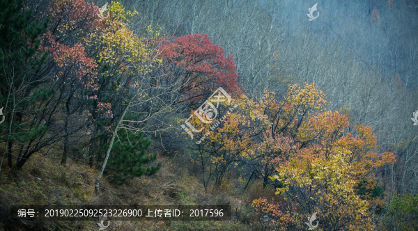 五臺(tái)山秋林
