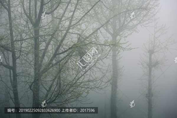 霧中樹林