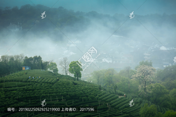 茶山春韻