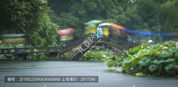 雨中賞塘