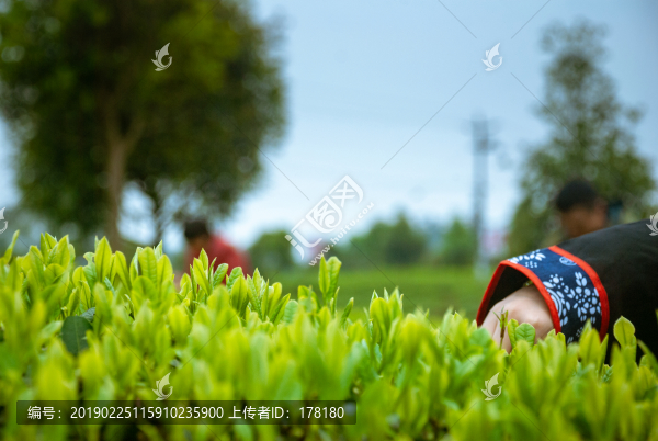 春天的茶園