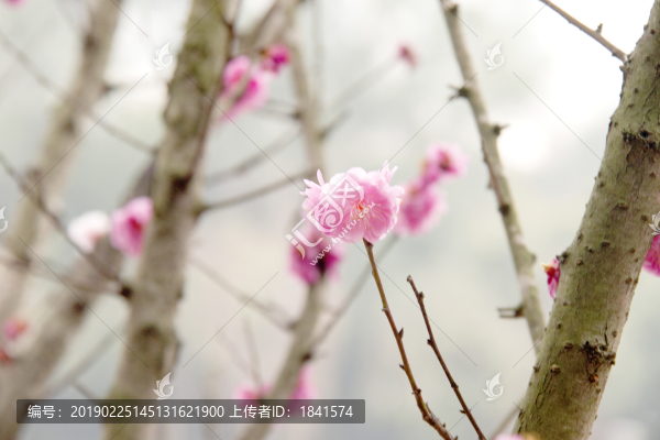 梅花