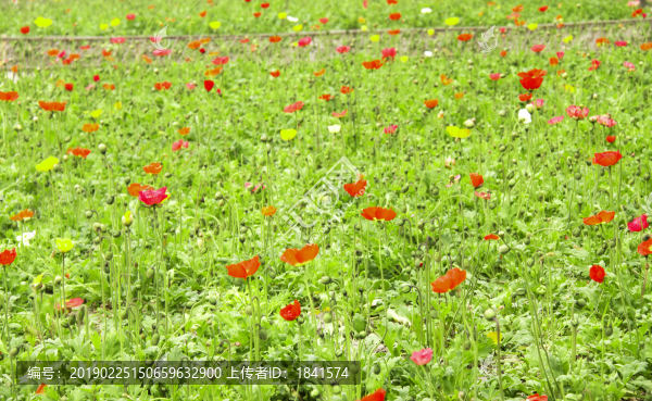 花海