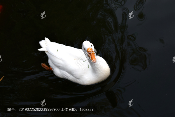 大白鵝