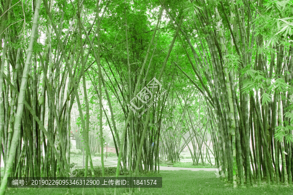 竹林