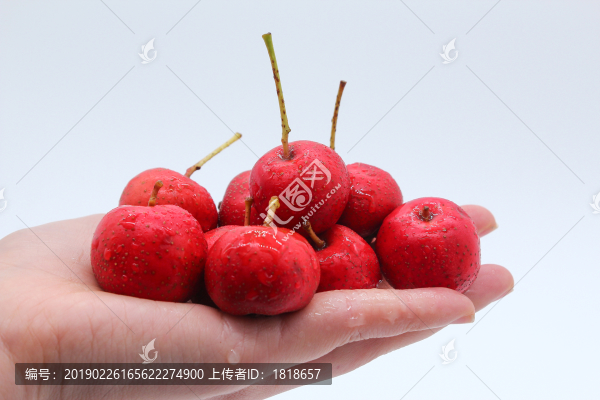 山楂