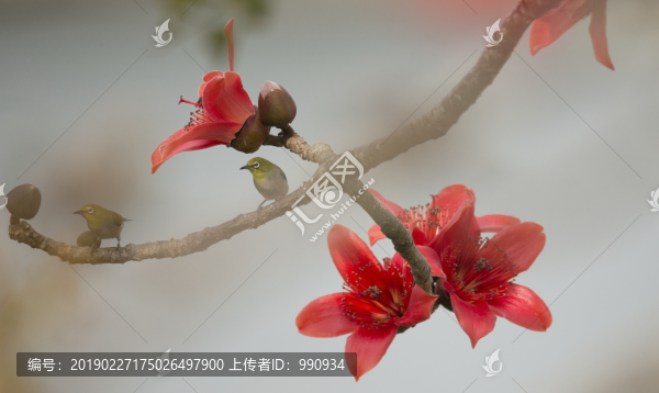 紅色木棉花