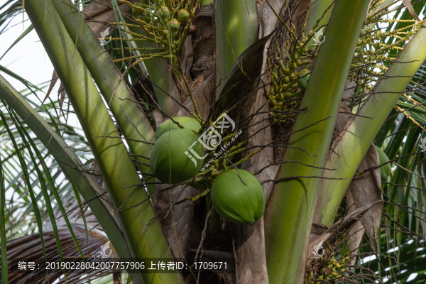 棕櫚樹(shù)椰樹(shù)