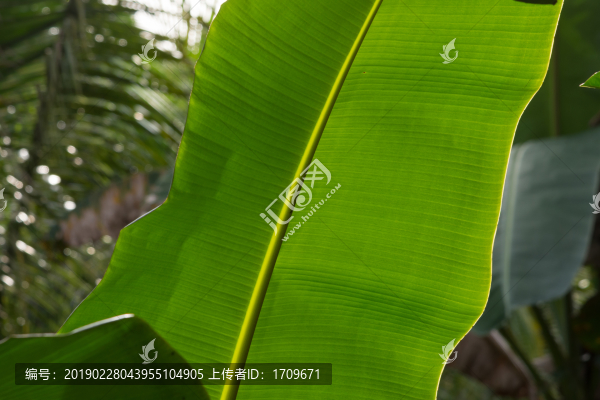 香蕉葉