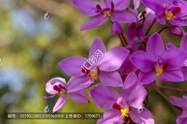 紫花苞舌蘭