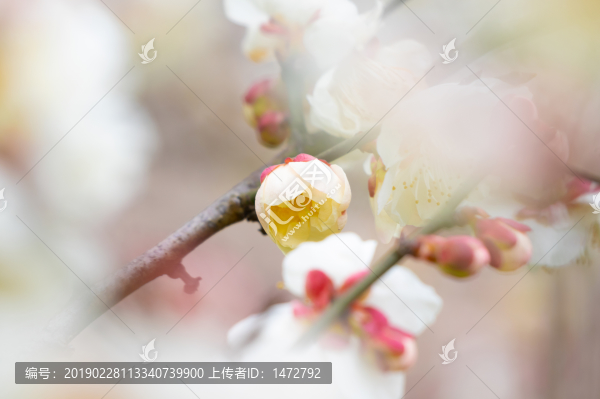 初春梅園梅花盛開