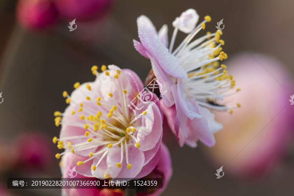 梅花