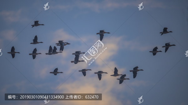藍(lán)天白云灰雁飛