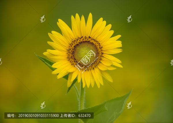 向日癸