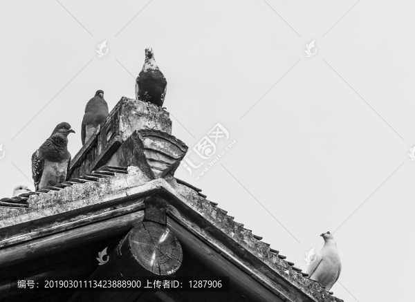 鴿子