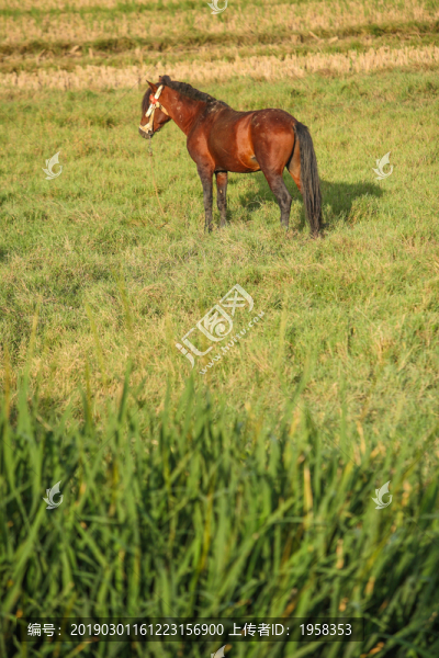 馬