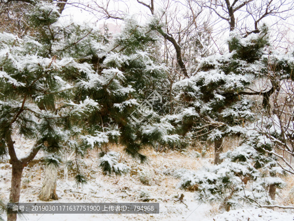 雪景