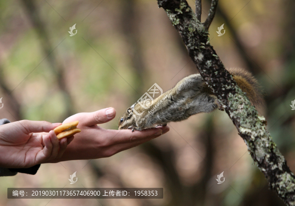 普達措國家公園的小精靈